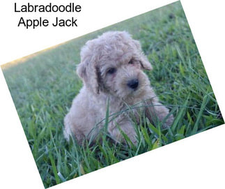 Labradoodle Apple Jack