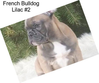 French Bulldog Lilac #2