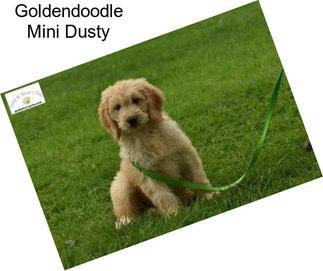 Goldendoodle Mini Dusty