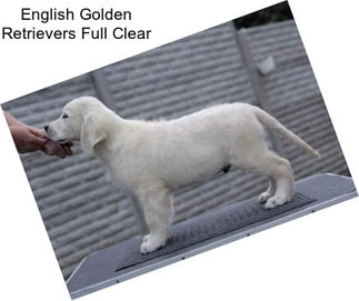 English Golden Retrievers Full Clear