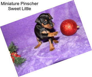 Miniature Pinscher Sweet Little