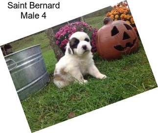 Saint Bernard Male 4