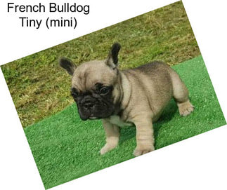 French Bulldog Tiny (mini)