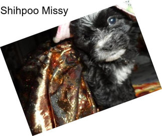 Shihpoo Missy