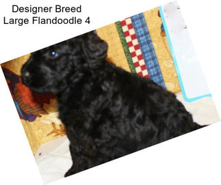 Designer Breed Large Flandoodle 4