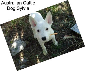 Australian Cattle Dog Sylvia