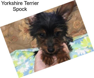 Yorkshire Terrier Spock