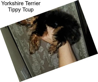 Yorkshire Terrier Tippy Tcup