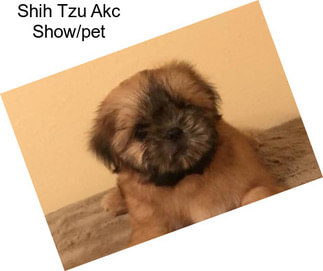 Shih Tzu Akc Show/pet