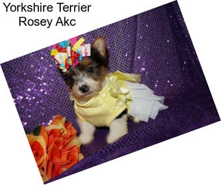 Yorkshire Terrier Rosey Akc