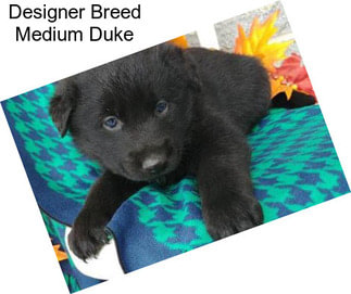 Designer Breed Medium Duke