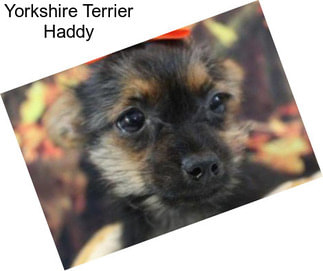 Yorkshire Terrier Haddy