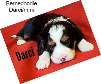 Bernedoodle Darci/mini