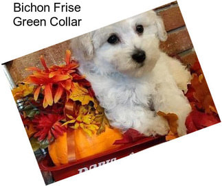 Bichon Frise Green Collar