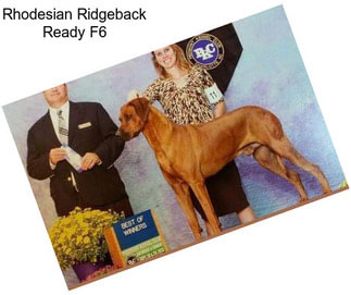 Rhodesian Ridgeback Ready F6