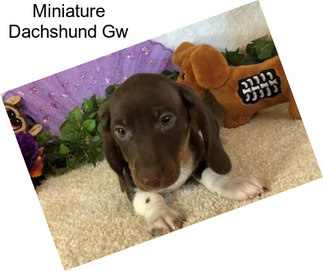 Miniature Dachshund Gw