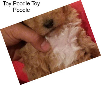 Toy Poodle Toy Poodle