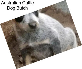 Australian Cattle Dog Butch