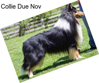 Collie Due Nov