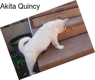 Akita Quincy