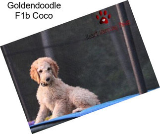 Goldendoodle F1b Coco