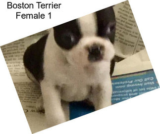 Boston Terrier Female 1