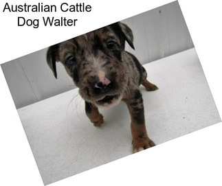 Australian Cattle Dog Walter