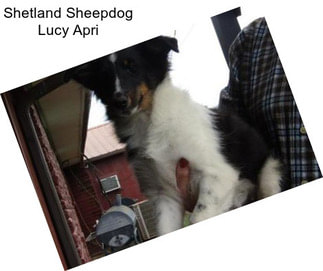 Shetland Sheepdog Lucy Apri