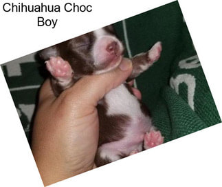 Chihuahua Choc Boy