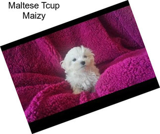 Maltese Tcup Maizy