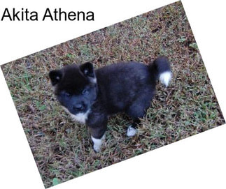 Akita Athena