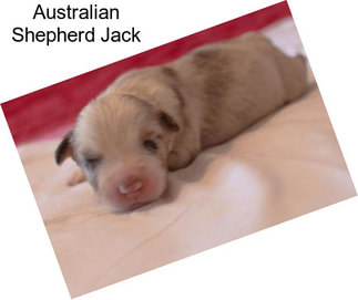 Australian Shepherd Jack