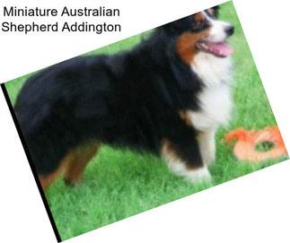 Miniature Australian Shepherd Addington