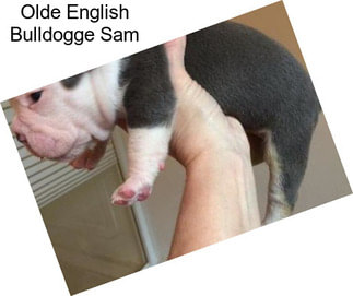 Olde English Bulldogge Sam