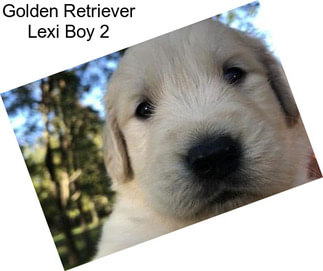 Golden Retriever Lexi Boy 2