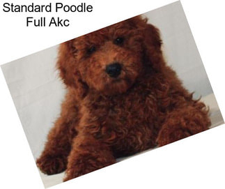 Standard Poodle Full Akc