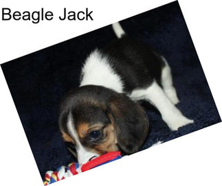 Beagle Jack