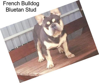 French Bulldog Bluetan Stud