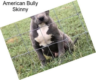 American Bully Skinny