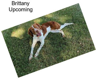 Brittany Upcoming