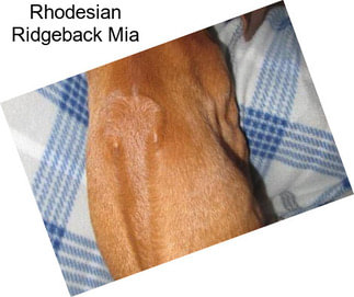 Rhodesian Ridgeback Mia