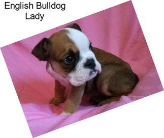 English Bulldog Lady