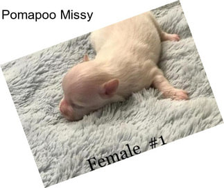 Pomapoo Missy