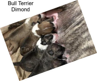 Bull Terrier Dimond