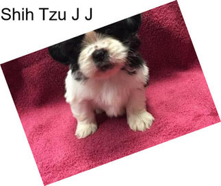 Shih Tzu J J