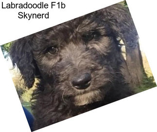 Labradoodle F1b Skynerd