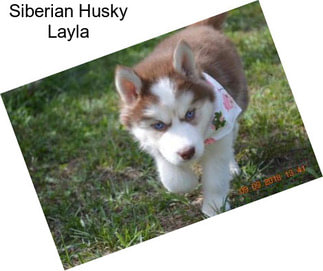 Siberian Husky Layla