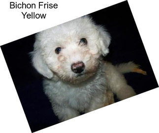 Bichon Frise Yellow