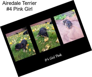 Airedale Terrier #4 Pink Girl