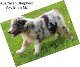 Australian Shepherd Akc Bmm Mc